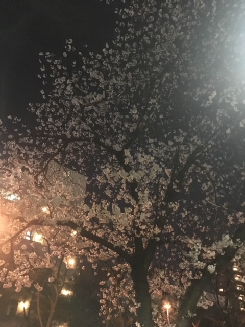 桜が満開！！